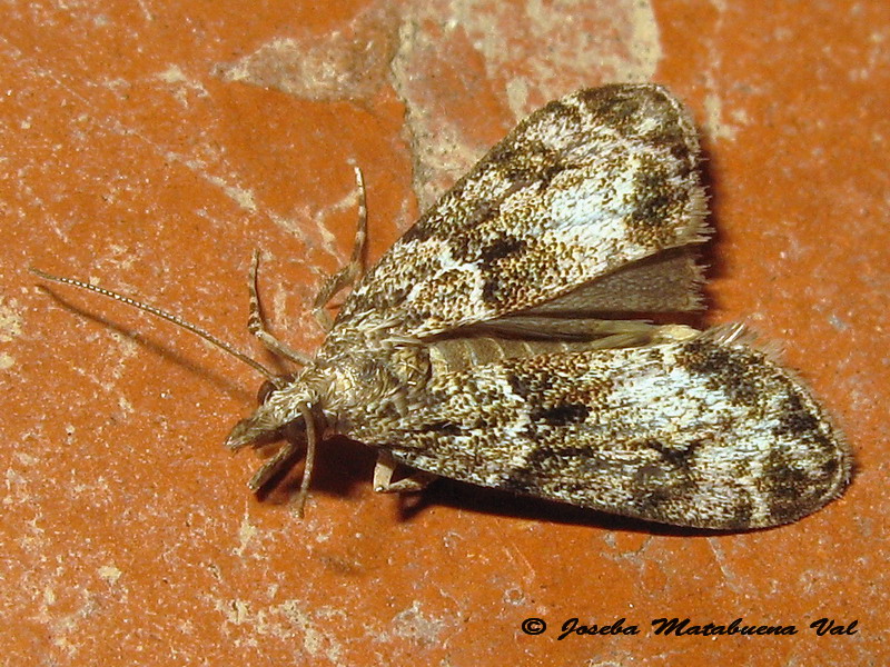 Scopariinae? S, Eudonia cfr. mercurella, Crambidae